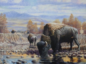 Watering Bison