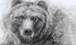 Searching For Salmon