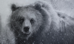 Searching for Salmon