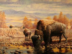 Watering Bison